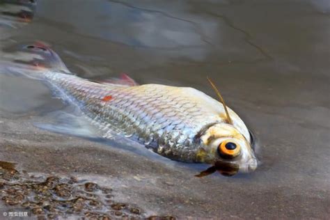 死掉的魚怎麼處理|魚缸里的魚死了，如何處理魚缸？